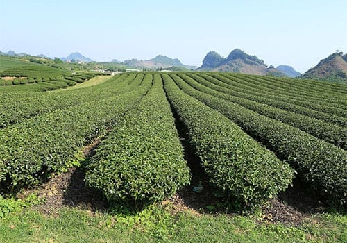 Son La - Plantations de théiers