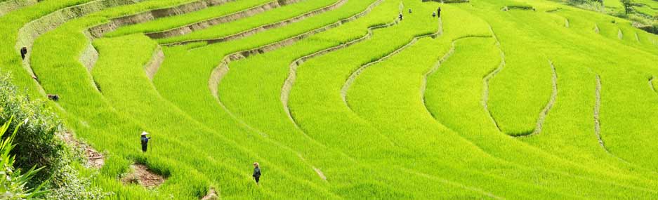 Trek-et-andonnées-à-Sapa